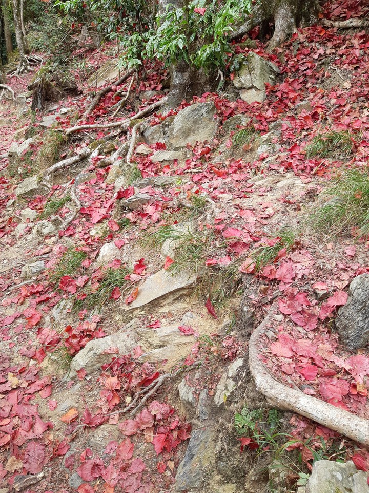 fall