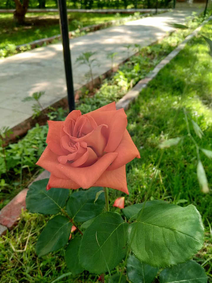 beautiful twin rose