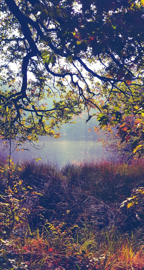 Water and trees