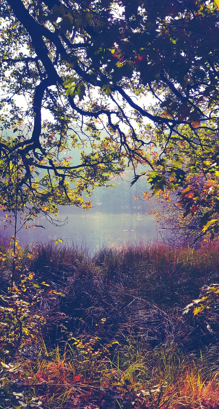 Water and trees