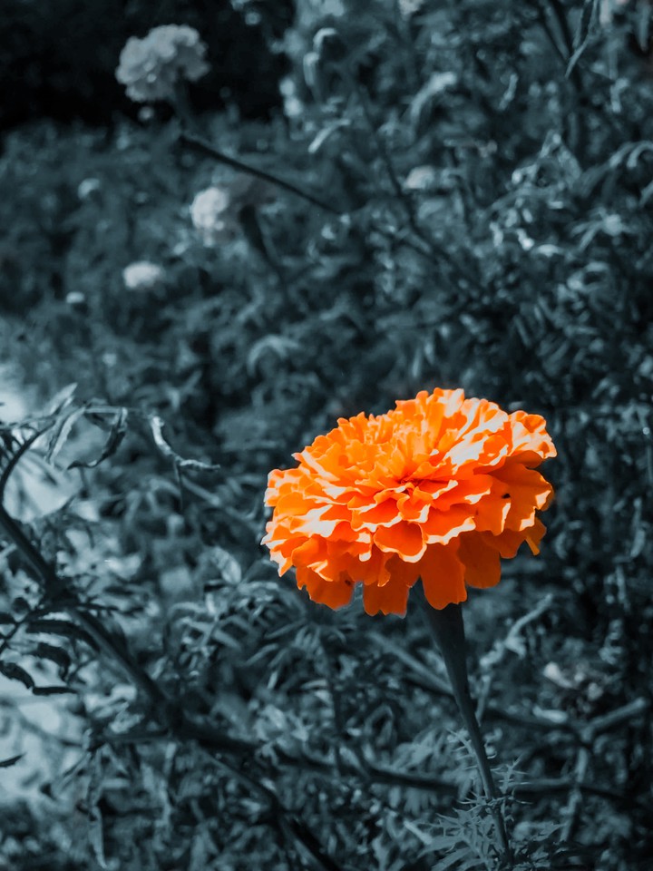 Highlight Marigold
