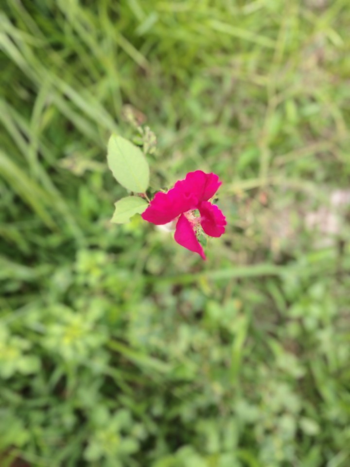 pink rose