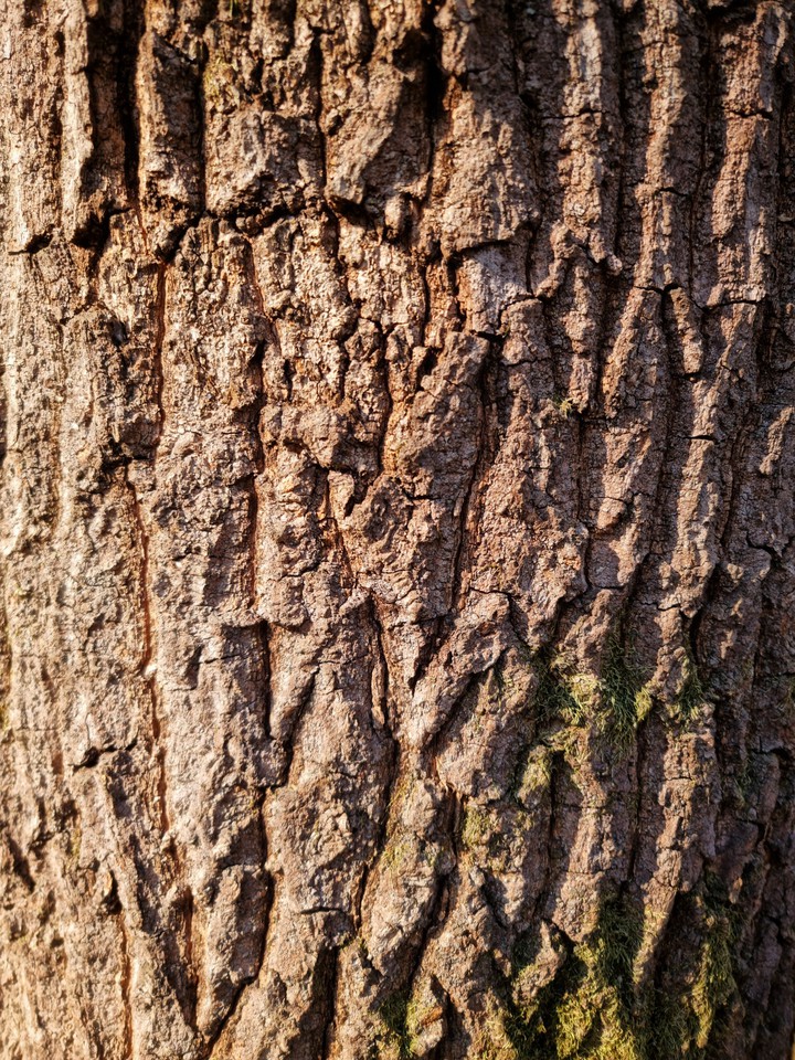 korea red pine wood texture