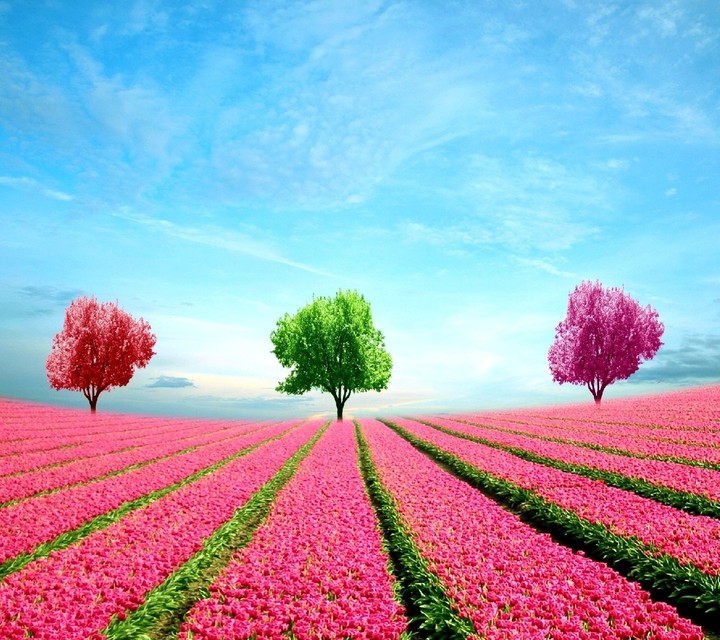 Nature  Wallpaper