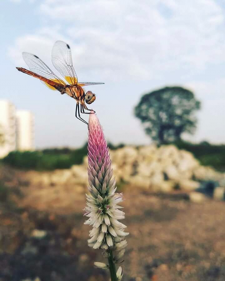 flower