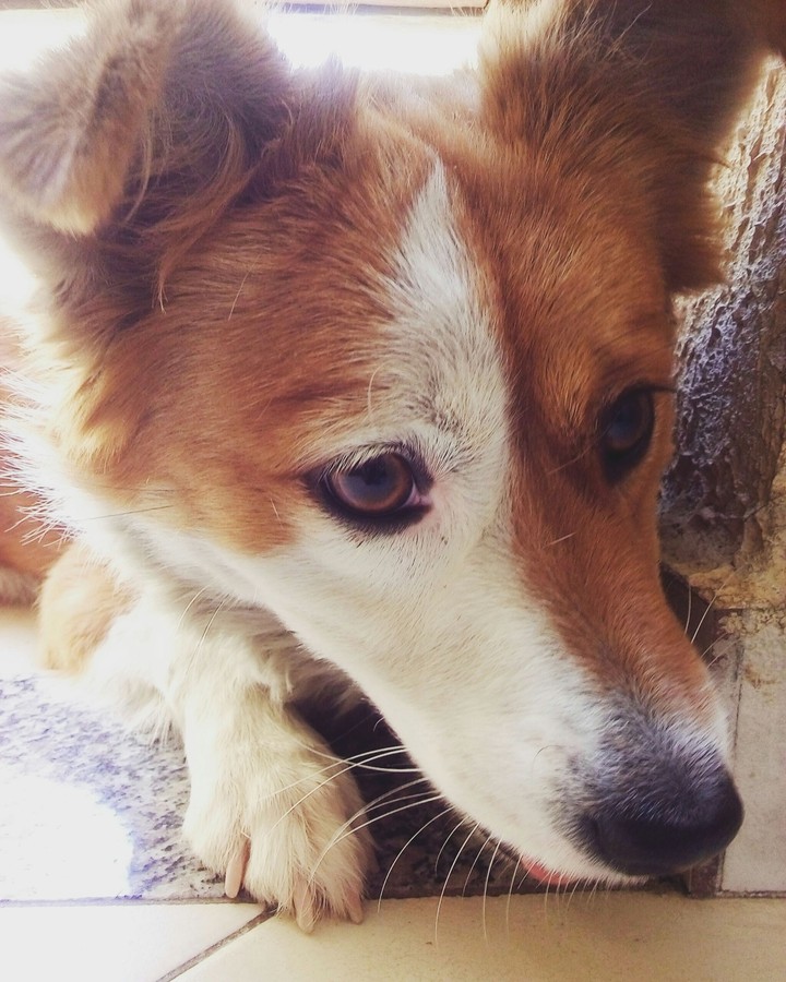 I Love Dog ❤