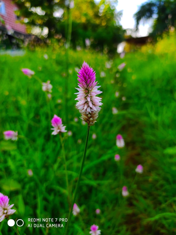 redmi note 7 pro