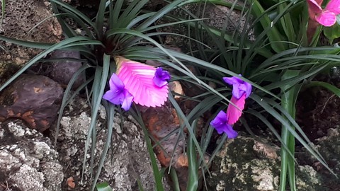 Blumen