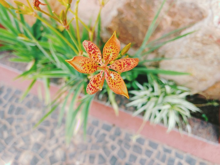 Flower pt 2 