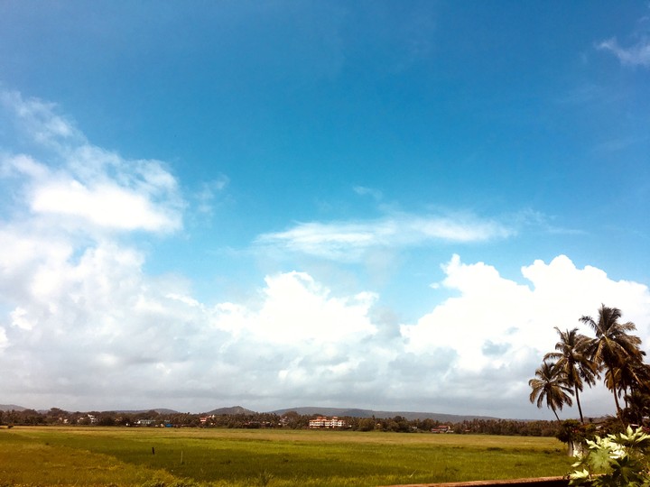 Grassland Konkan Goa