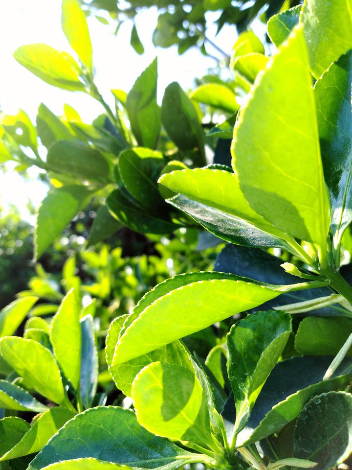 green plant