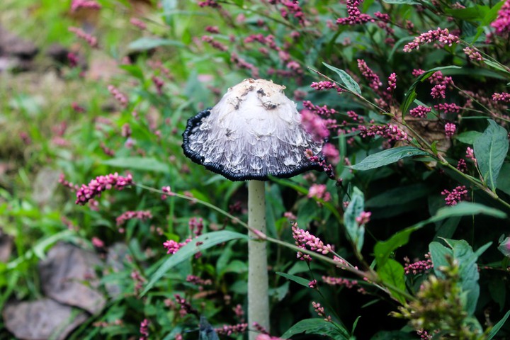 Fall Mushroom