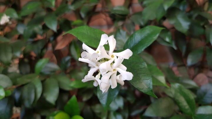 Sweet smelling star jasmine