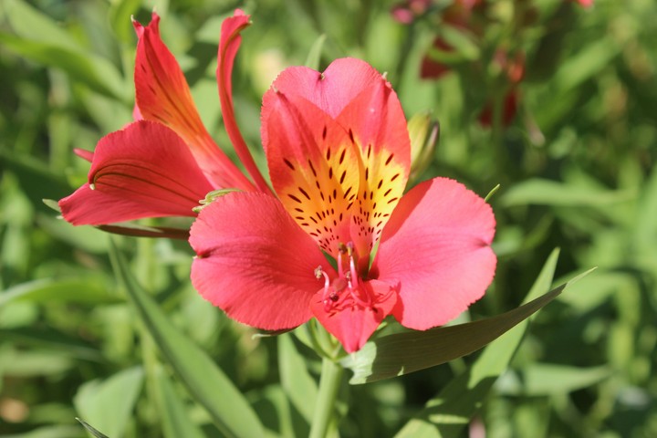 flowers