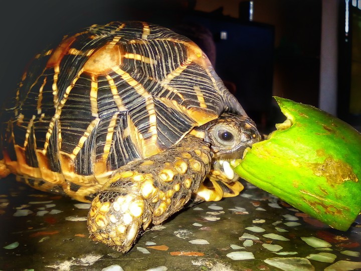 indian star tortoise ? eating it's favourite cocumber
