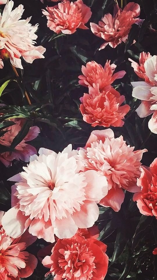 Flowers in your dream