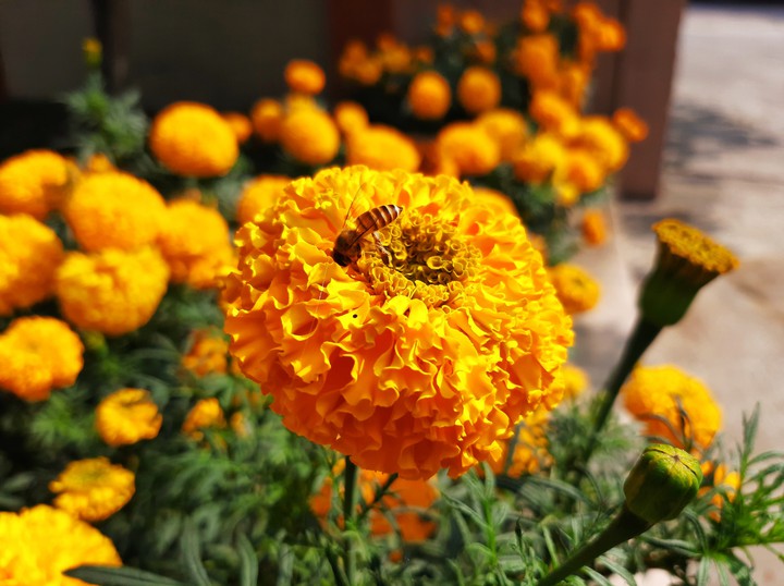 flower