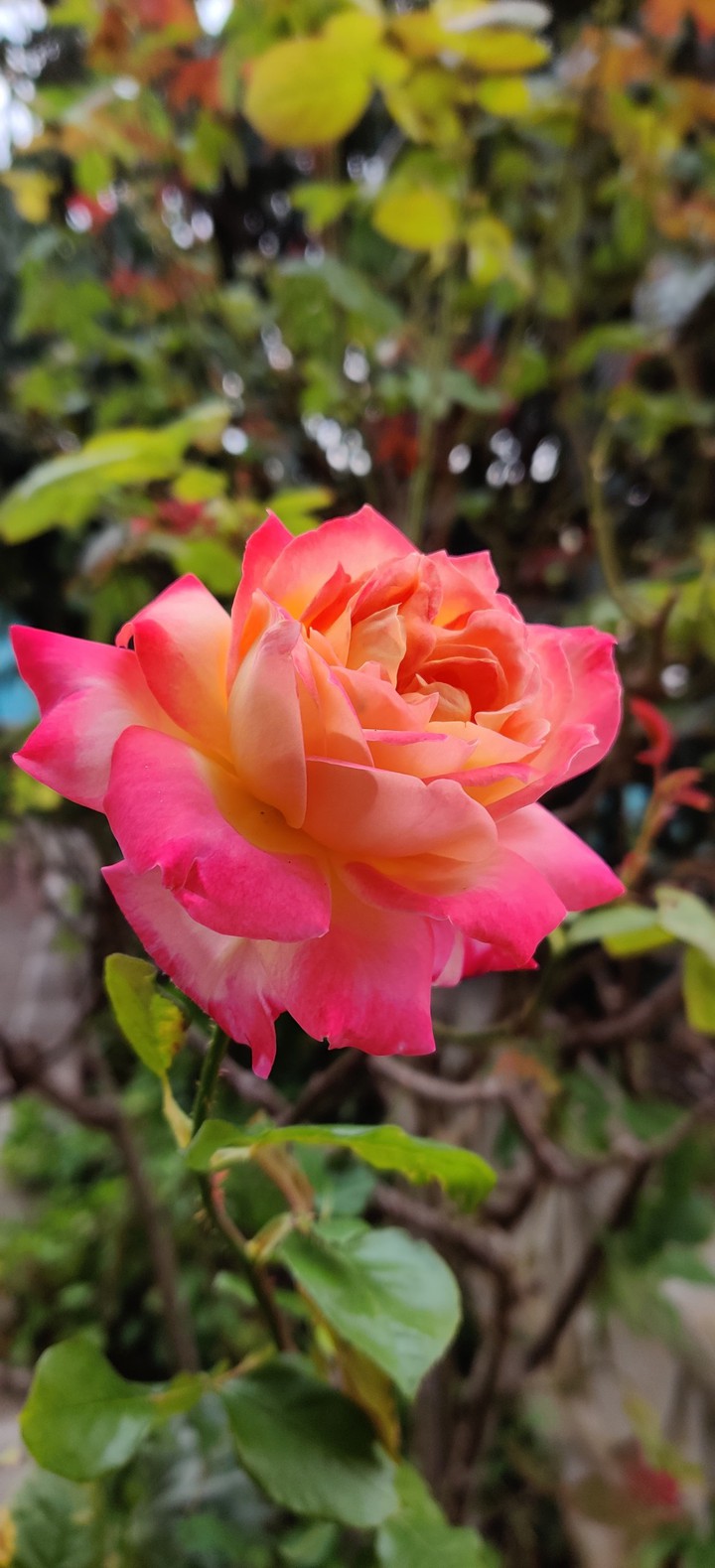 pink rose
