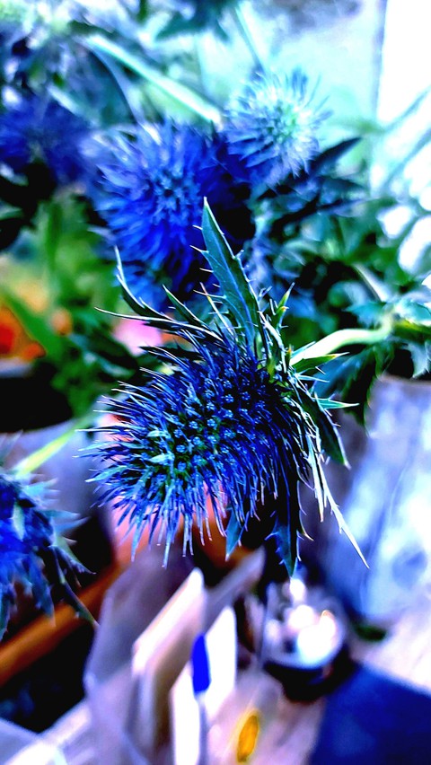 SEASON FLOWER