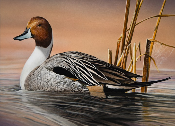 Duck Northern pintail