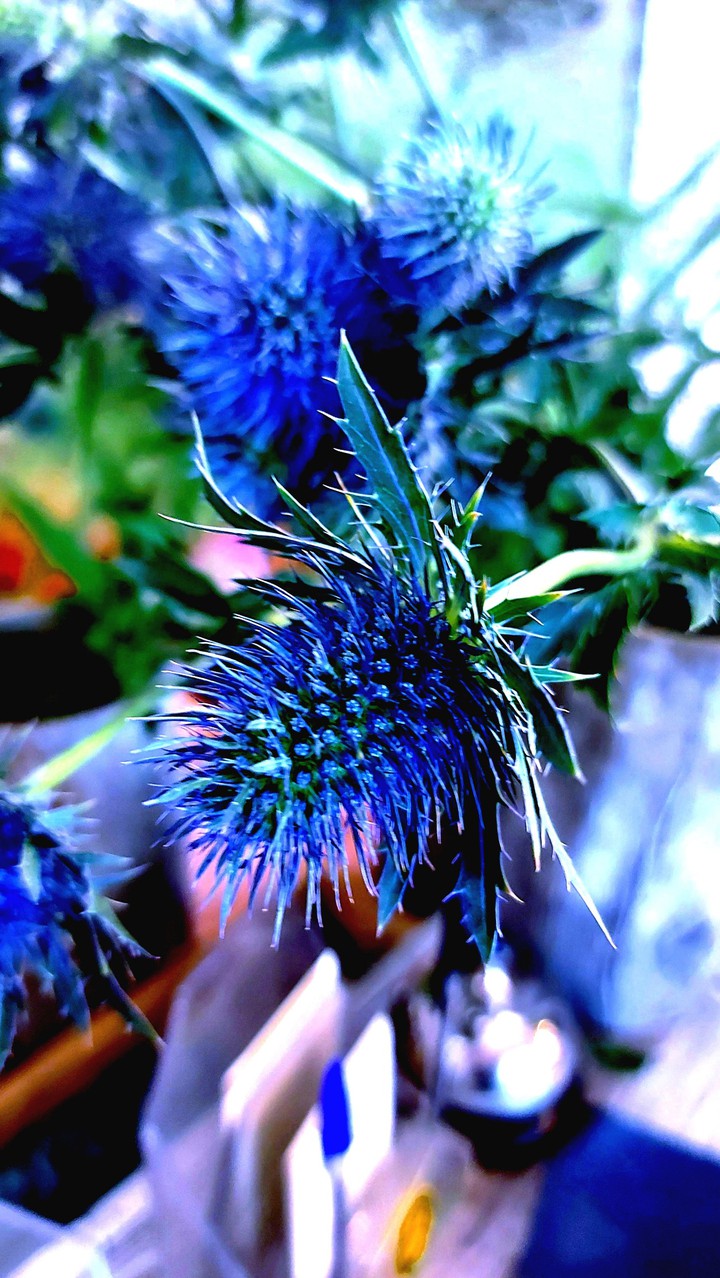 SEASON FLOWER