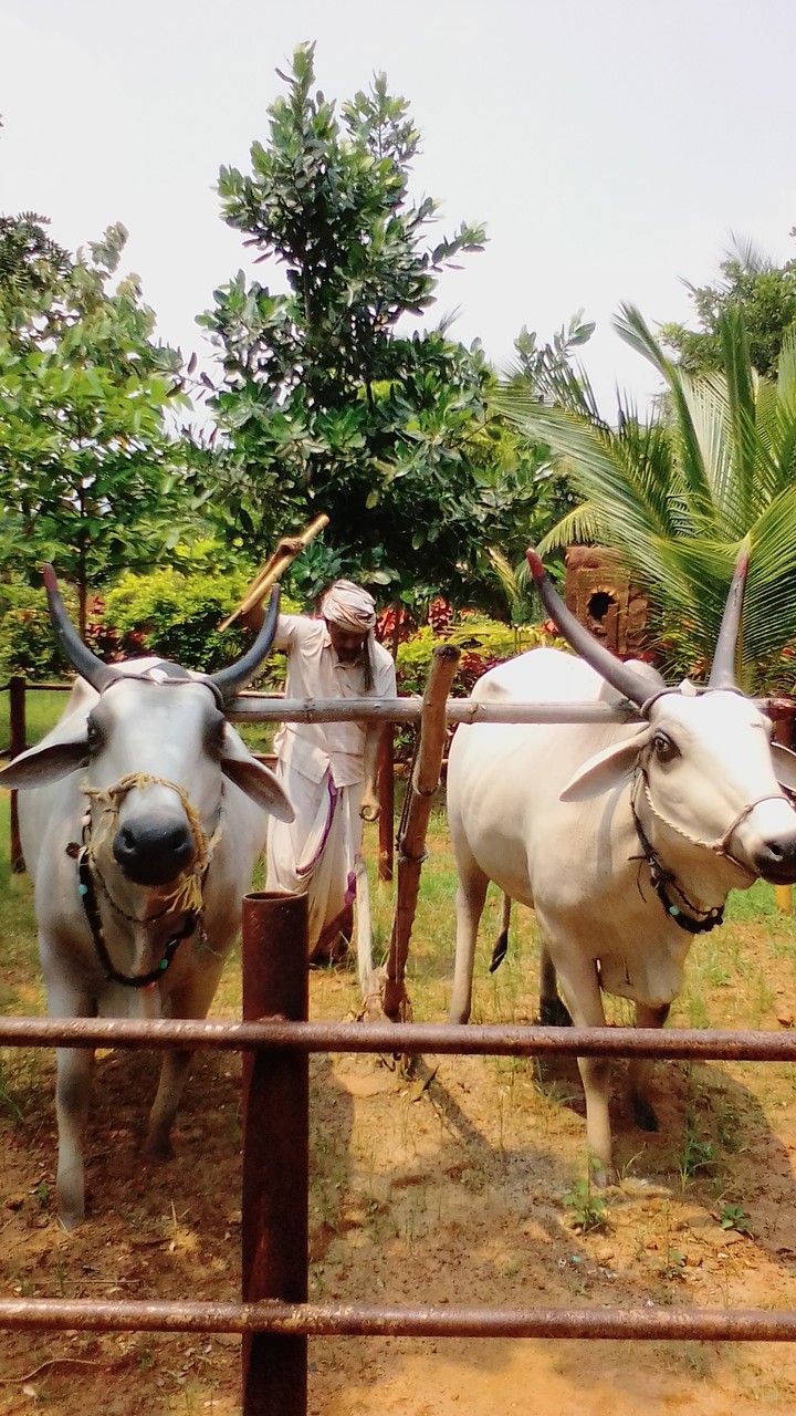 kisan