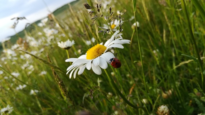 chamomile