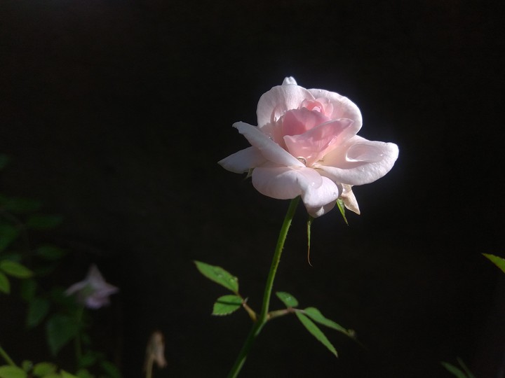 Love for Rose