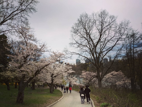 Sakura Toronto