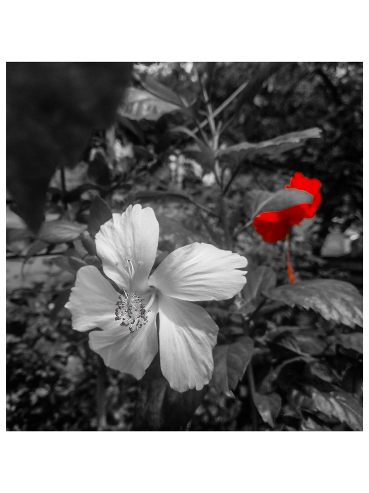#hibiscus#flower