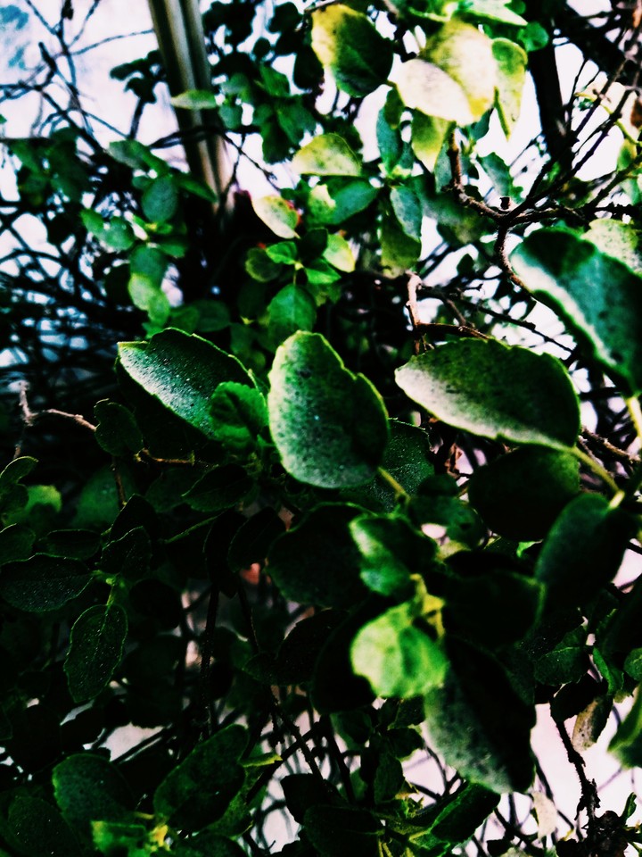basil leaves
