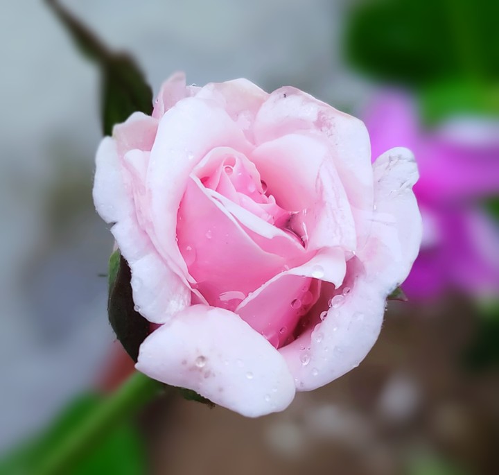 rose