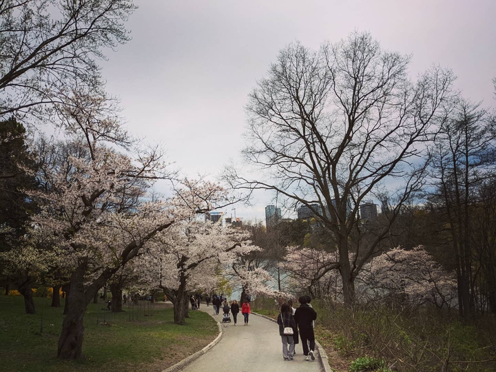 Sakura Toronto