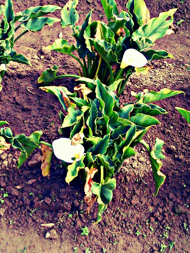 white flower