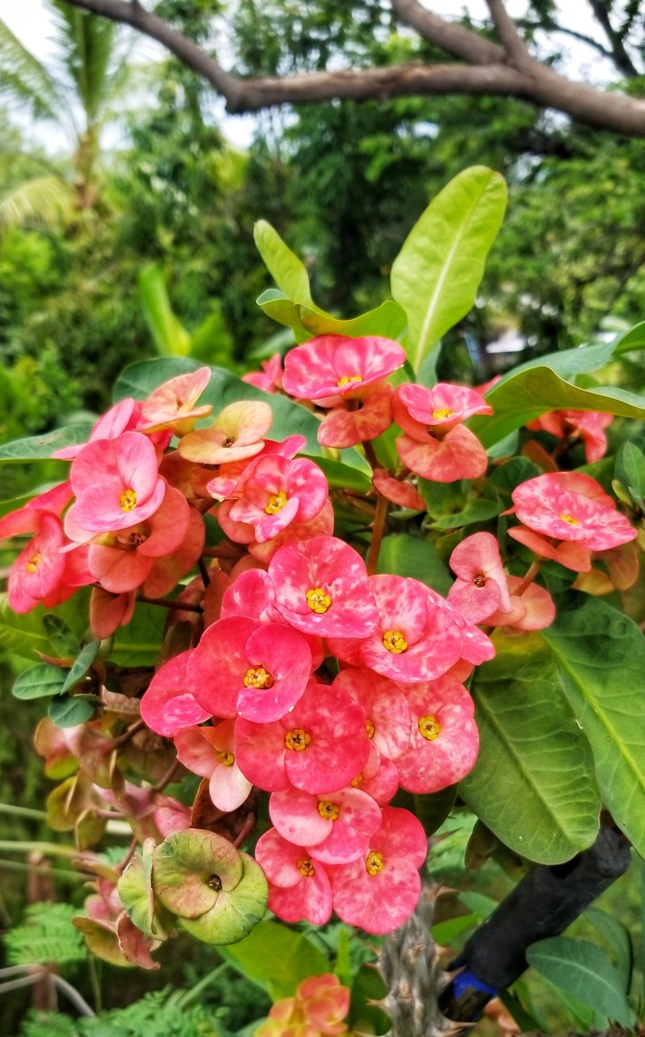 FLORES DE JARDÍN, SAN LORENZO, GRO.