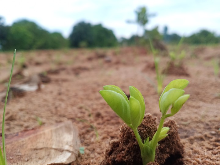 My Farm