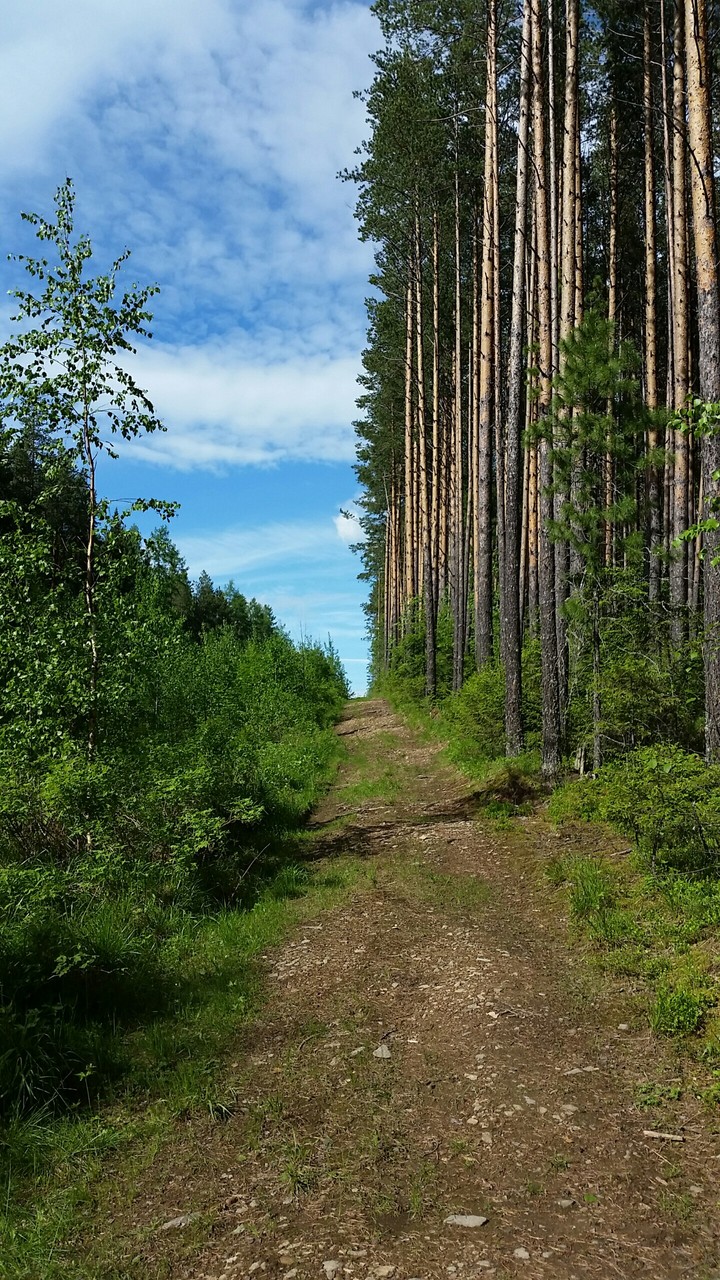 Лес