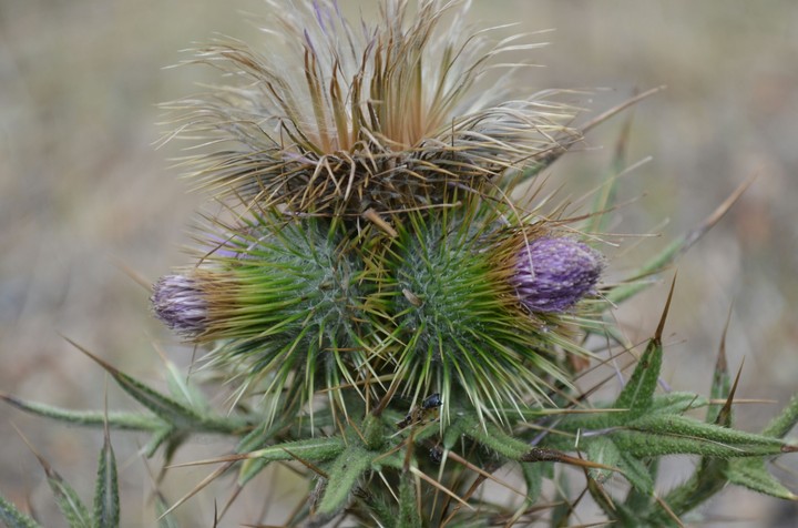 Thorn