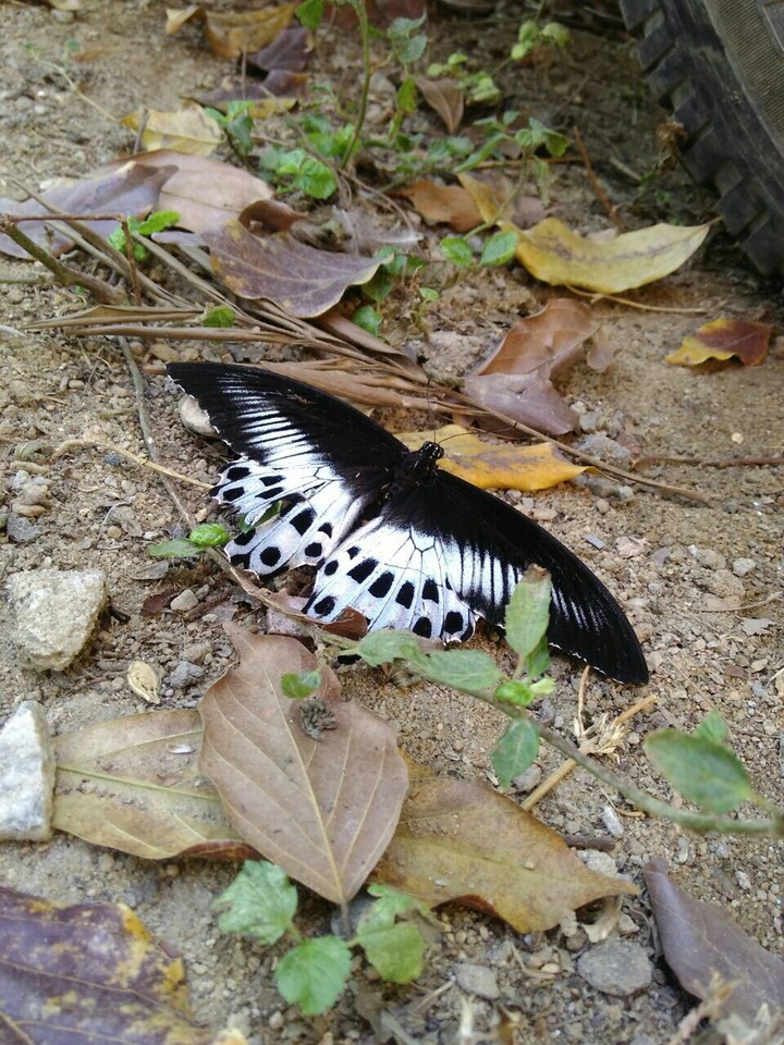 Butterfly