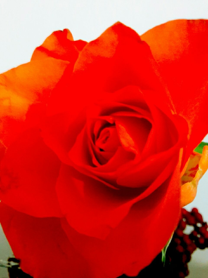 rosa orange
