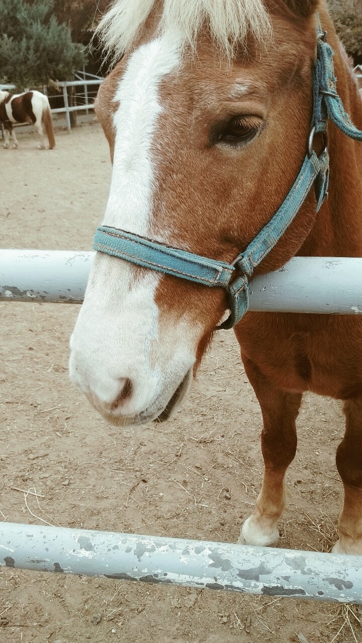 horse