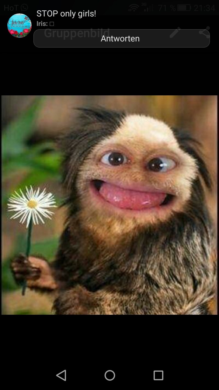 crazy monkey