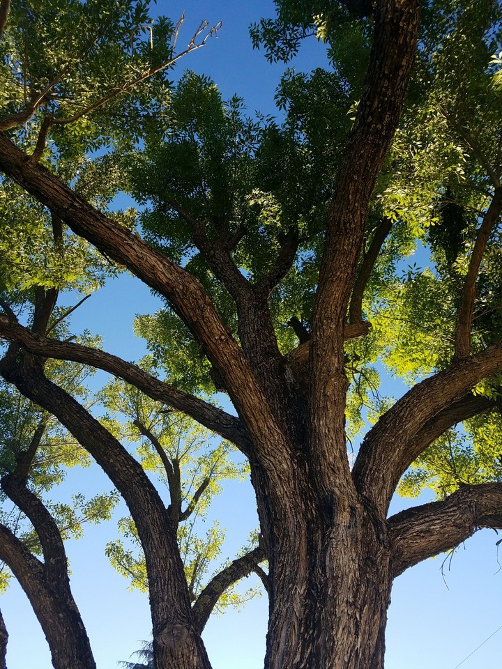 A lone tree