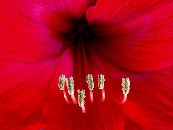 Amaryllis