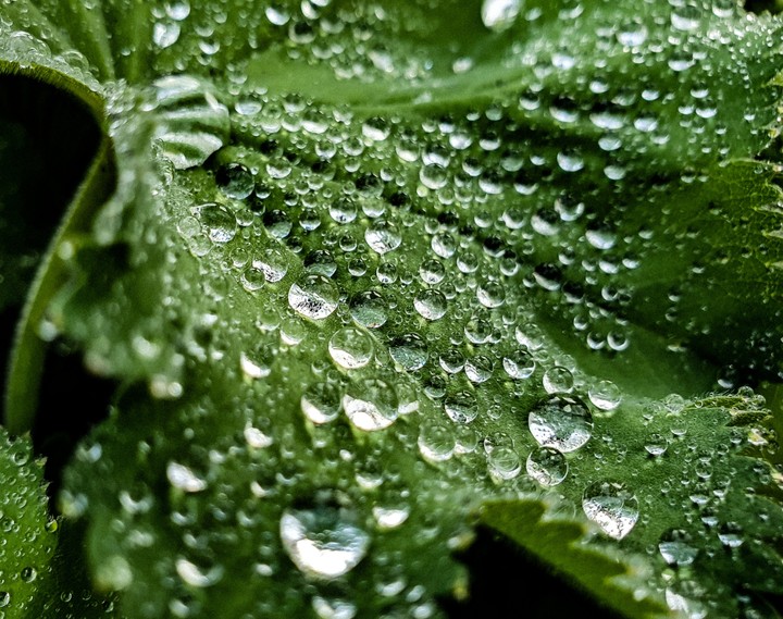 Green planet