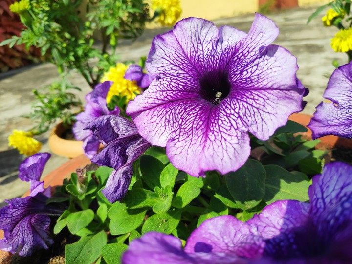 petunia