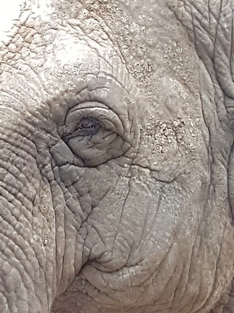 Oeil