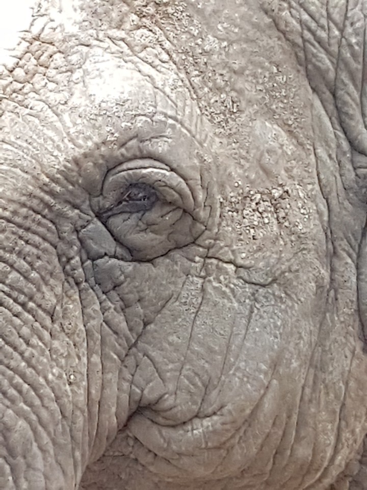 Oeil