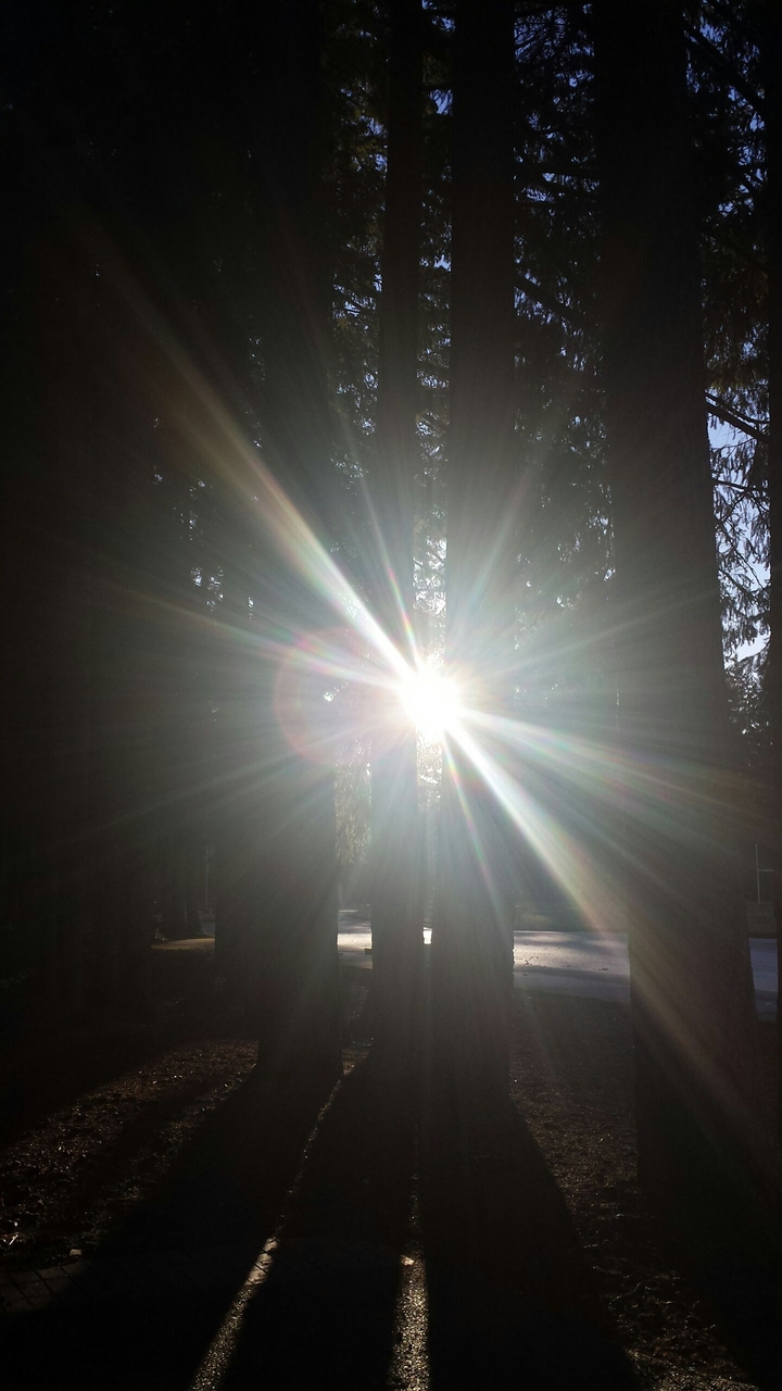 Sun Through the Trees