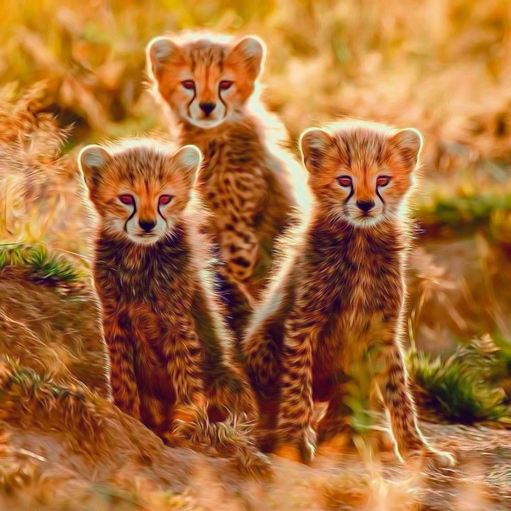 Cheetah cub